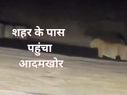 उदयपुर शहर के पास 5 किमी एरिया में 3 लेपर्ड, सड़क पर घूमते आया नजर, लोगों में दहशत उदयपुर शहर के पास 5 किमी एरिया में 3 लेपर्ड, सड़क पर घूमते आया नजर, लोगों में दहशत