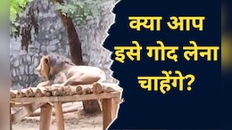 यहां लोगों ने अजगर, घड़ियाल और मोर को लिया गोद, वजह जानकर हैरत में पड़ जाएंगे आप