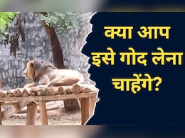 यहां लोगों ने अजगर, घड़ियाल और मोर को लिया गोद, वजह जानकर हैरत में पड़ जाएंगे आप