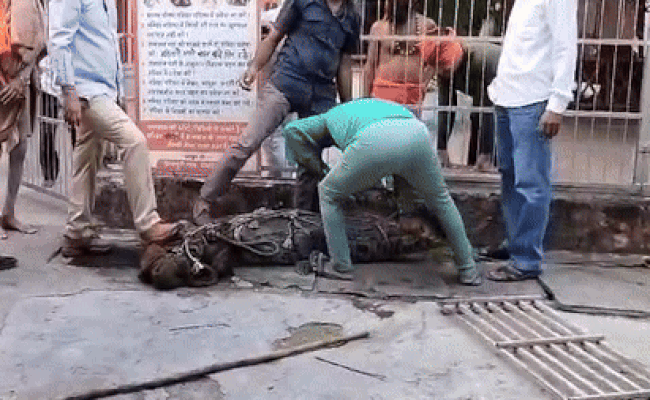 VIDEO: मंदिर में घुस गया 8 फीट लंबा और 100 KG वजनी मगरमच्छ, रेस्क्यू टीम पर भी मारा झपट्टा