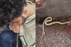 Gujarat Man Saves Snake By Giving It CPR Gujarat Man Saves Snake By Giving It CPR
