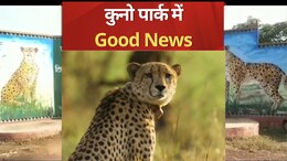 MP: आज से कुनो में रफ्तार भरेंगे चीते! &nbsp;इन्हें छोड़ने की हो गई है तैयारी, देखें डिटेल&nbsp;