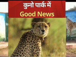 MP: आज से कुनो में रफ्तार भरेंगे चीते!  इन्हें छोड़ने की हो गई है तैयारी, देखें डिटेल 