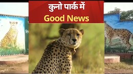 Kuno National Park: कुनो में फिर आएंगी खुशियां, जल्द गूंजेंगी नन्हे चीता शावकों की किलकारियां