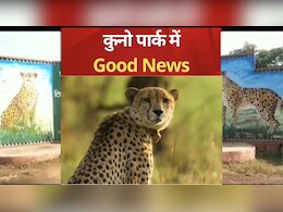 Kuno National Park: कुनो में फिर आएंगी खुशियां, जल्द गूंजेंगी नन्हे चीता शावकों की किलकारियां Kuno National Park: कुनो में फिर आएंगी खुशियां, जल्द गूंजेंगी नन्हे चीता शावकों की किलकारियां
