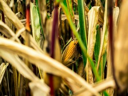 मक्के के खेत में हुई हलचल तो जाकर लोगों ने देखा, सीन देख सबके उड़ गए होश