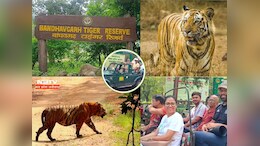 जिप्सी से लोगों ने किया बाघों का दीदार ! ऐसा है MP के इस टाइगर रिज़र्व का नज़ारा