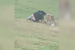 Video: They Shouted "Come, Come, Come" At Leopard, It Mauled 3 People Video: They Shouted "Come, Come, Come" At Leopard, It Mauled 3 People