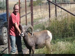 US Man Imports Genetic Material To Create "Enormous" Hybrid Sheep, Arrested US Man Imports Genetic Material To Create "Enormous" Hybrid Sheep, Arrested