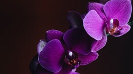 New Rare Wild Orchid Seen In UK For First Time In 100 Years