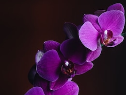 New Rare Wild Orchid Seen In UK For First Time In 100 Years