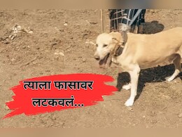 8 वर्षे जीव लावला अन् फासावर लटकवलं; मुळशीतील त्या घटनेवर आदित्य ठाकरेही संतापले!