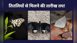 CG: बारनवापारा अभ्यारण्य में बटरफ्लाई से मिलने की तारीख हुई घोषित, तितलियों को जानने और पहचानने का मिलेगा मौका