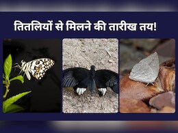 CG: बारनवापारा अभ्यारण्य में बटरफ्लाई से मिलने की तारीख हुई घोषित, तितलियों को जानने और पहचानने का मिलेगा मौका CG: बारनवापारा अभ्यारण्य में बटरफ्लाई से मिलने की तारीख हुई घोषित, तितलियों को जानने और पहचानने का मिलेगा मौका
