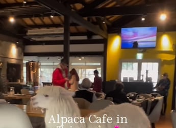 Viral Video: Alpacas Roaming Inside A Taiwan Cafe Leaves Internet Surprised Viral Video: Alpacas Roaming Inside A Taiwan Cafe Leaves Internet Surprised