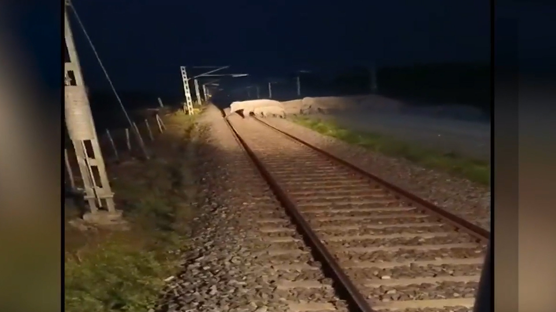 AI-Based Safety System Stops Train In Assam Elephant Corridor As Herd Crosses Tracks