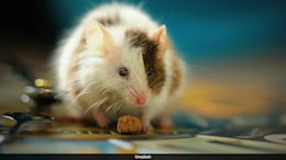 Animal Shelter In New Hampshire Faces Crisis After Man Surrenders 1,000 Mice