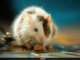 Animal Shelter In New Hampshire Faces Crisis After Man Surrenders 1,000 Mice