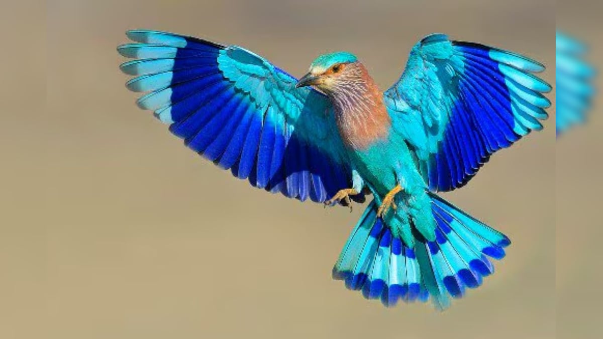 Dussehra 2024 दशहरे पर नीलकंठ पक्षी को देखना माना जाता है शुभ, खुल