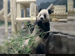 Giant Pandas Flown To US From China Aboard 'Panda Express' Giant Pandas Flown To US From China Aboard 'Panda Express'