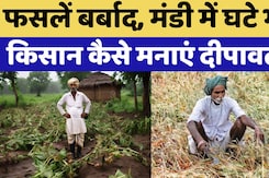 Crop Damage Due to Rain: फसलें बर्बाद, मंडी में घटे भाव,  किसान कैसे मनाएं दीपावली ?