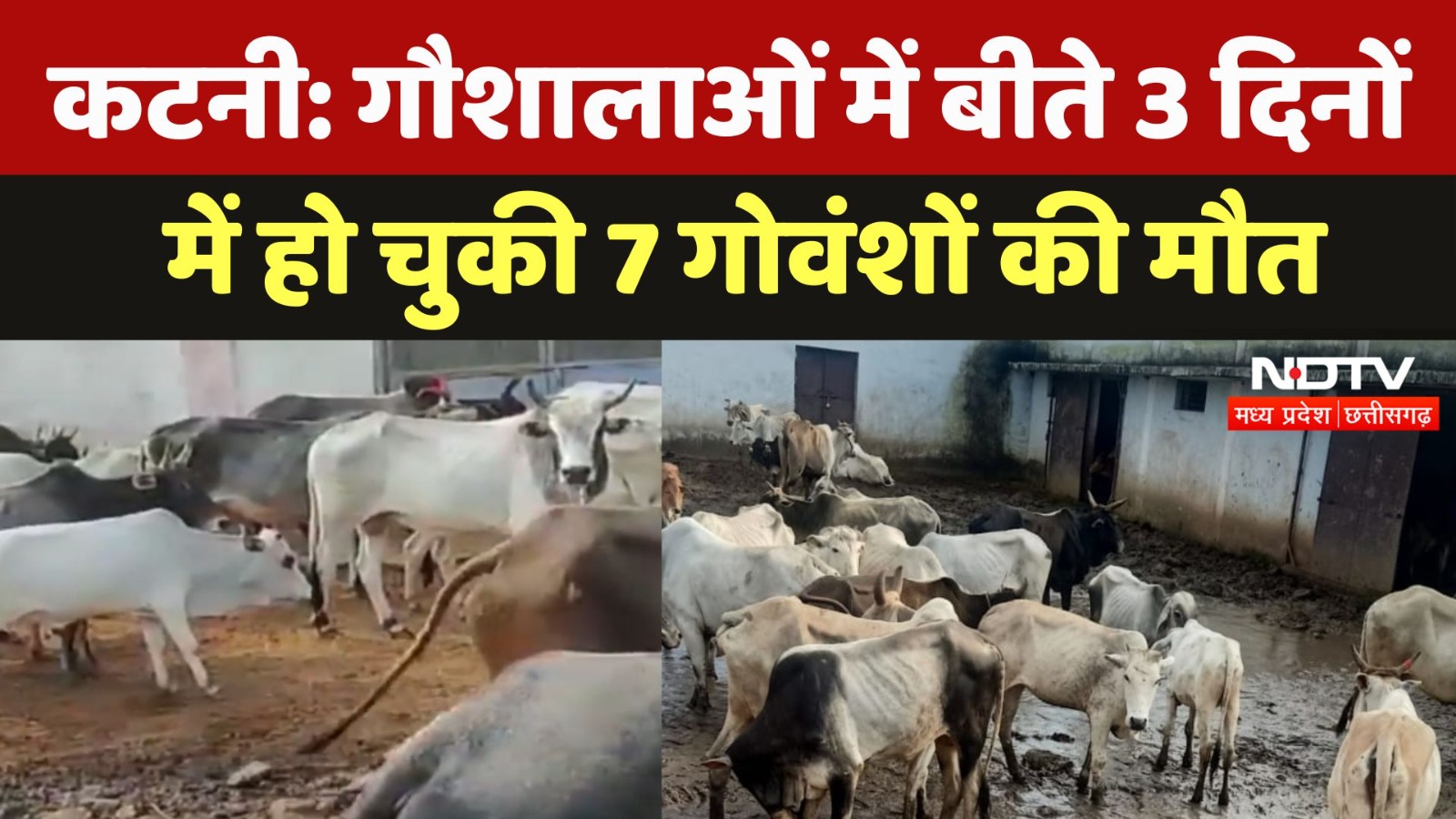 Katni : गौशालाओं में बीते 3 दिनों में हो चुकी 7 गोवंशों की मौत
