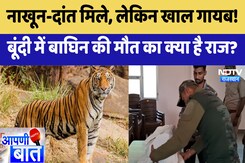 Bundi News : नाखून-दांत मिले, लेकिन खाल गायब! बूंदी में बाघिन की मौत का क्या है राज? | Latest News Bundi News : नाखून-दांत मिले, लेकिन खाल गायब! बूंदी में बाघिन की मौत का क्या है राज? | Latest News