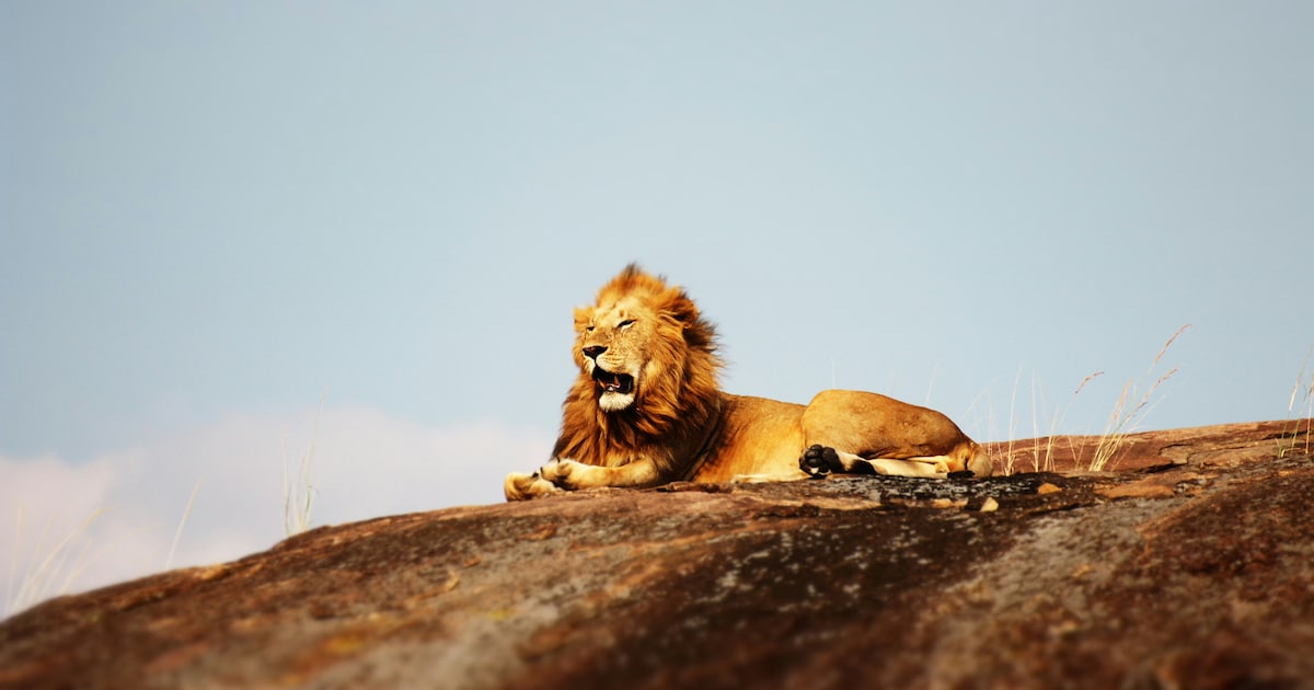 Most Fearless Animals In The World