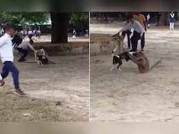 कॉलेज कैंपस में बुरी तरह भिड़े बंदर और कुत्ता, भयंकर क्लेश को शांत करने की जगह स्टूडेंट्स ने डाल दिया आग में घी