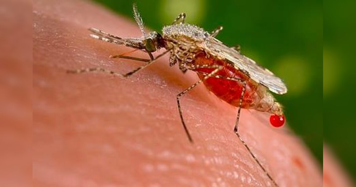 6 Mosquito Diseases That Can Be Deadly