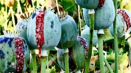Opium Policy 2024-25: केंद्र की अफीम नीति का इंतजार कर रहे राजस्थान के किसान, देर होने पर अब बढ़ रहा है आक्रोश