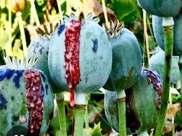 Opium Policy 2024-25: केंद्र की अफीम नीति का इंतजार कर रहे राजस्थान के किसान, देर होने पर अब बढ़ रहा है आक्रोश