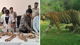 रामगढ़ टाइगर रिजर्व में बाघिन का मिला कंकाल, 15 दिन से रेडियो कॉलर से टूटा था संपर्क