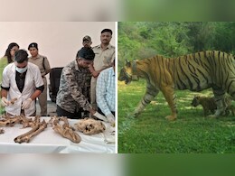 रामगढ़ टाइगर रिजर्व में बाघिन का मिला कंकाल, 15 दिन से रेडियो कॉलर से टूटा था संपर्क रामगढ़ टाइगर रिजर्व में बाघिन का मिला कंकाल, 15 दिन से रेडियो कॉलर से टूटा था संपर्क