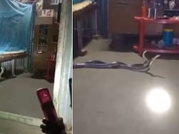 आधी रात में बेड के नीचे एक-दूजे से लिपटे दिखे दो जहरीले सांप, वीडियो देख लोग बोले- ये लड़ाई कम रोमांस ज्यादा लग रहा है आधी रात में बेड के नीचे एक-दूजे से लिपटे दिखे दो जहरीले सांप, वीडियो देख लोग बोले- ये लड़ाई कम रोमांस ज्यादा लग रहा है