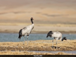 Exclusive: Rare Black Necked Cranes Spotted At 14,000 Feet In Ladakh Exclusive: Rare Black Necked Cranes Spotted At 14,000 Feet In Ladakh
