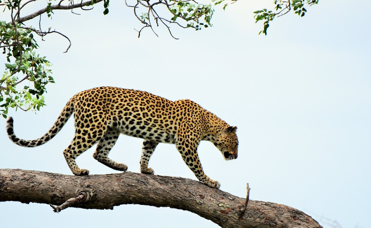 8 Injured While Trying To Rescue Leopard In Residential Area In Maharashtra