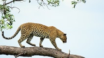 Woman, 55, Mauled To Death By Leopard In Uttarakhand, Wild Cat Shot Dead