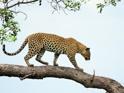 8 Injured While Trying To Rescue Leopard In Residential Area In Maharashtra