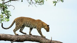Woman, 55, Mauled To Death By Leopard In Uttarakhand, Wild Cat Shot Dead