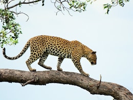 8 Injured While Trying To Rescue Leopard In Residential Area In Maharashtra