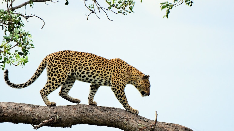 8 Injured While Trying To Rescue Leopard In Residential Area In Maharashtra