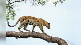 696 Leopards Found In Odisha After First State-Sponsored Census