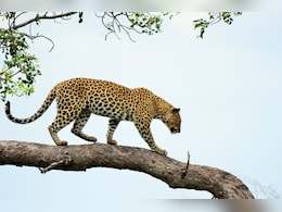 696 Leopards Found In Odisha After First State-Sponsored Census