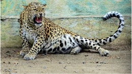 Leopard Hit By Speeding Vehicle On Delhi-Meerut Expressway, Dies