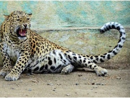 Leopard Hit By Speeding Vehicle On Delhi-Meerut Expressway, Dies