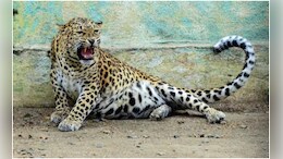 Udaipur Leopard Killed: आदमखोर तेंदुए का अंत, गोगुंदा में शूटर ने मारी गोली; अब तक 10 की ले चुका था जान