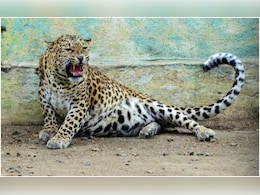 Udaipur Leopard Killed: आदमखोर तेंदुए का अंत, गोगुंदा में शूटर ने मारी गोली; अब तक 10 की ले चुका था जान Udaipur Leopard Killed: आदमखोर तेंदुए का अंत, गोगुंदा में शूटर ने मारी गोली; अब तक 10 की ले चुका था जान