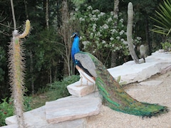 6 Peacocks Die Of Electrocution In Madhya Pradesh Fields