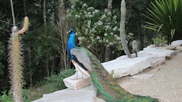 6 Peacocks Die Of Electrocution In Madhya Pradesh Fields